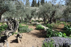 De Tuin van Getsemane Jeruzalem