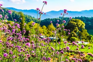 Mon Chaem (Mon Jam) Chiang Mai