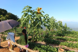 Mon Chaem (Mon Jam) Chiang Mai