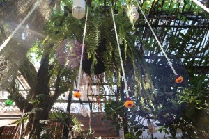 Thai food at the most awesome restaurant Chiang Mai