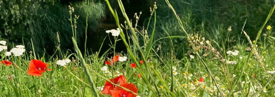 Groene Knoop Zeeuws-Vlaanderen