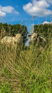 Groene Knoop Zeeuws-Vlaanderen